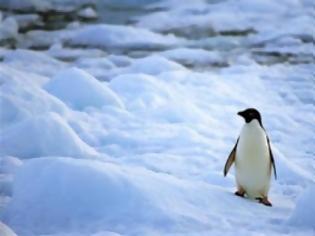 Φωτογραφία για Έτσι επιβιώνουν οι πιγκουίνοι στην παγωνιά!