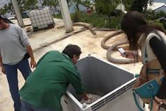 Φθιώτιδα: Μπράβο σε όσους βοήθησαν να σωθεί η τραυματισμένη χελώνα careta- careta