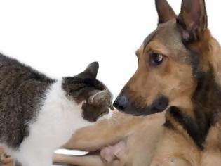 Φωτογραφία για Όταν συνεργάζεται ένας σκύλος και μια γάτα, έχουμε το πιο πονηρό μυαλό που υπάρχει...