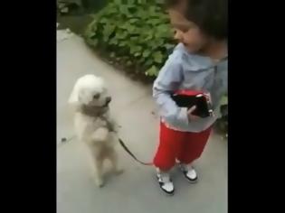 Φωτογραφία για VIDEO: Σκύλος περπατά στα δύο πόδια