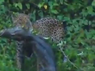Φωτογραφία για VIDEO: Τζάγκουαρ σκοτώνει κροκόδειλο