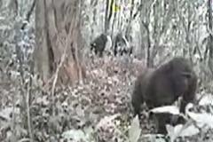Ο σπανιότερος γορίλας στην κάμερα ερευνητών