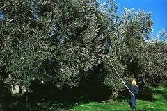Λέσβος: Θα καθυστερήσει φέτος η δακοκτονία;