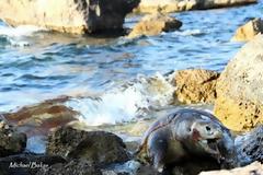 Νεκρή χελώνα Caretta Caretta στη Φυκιότρυπα Μυτιλήνης