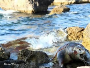 Φωτογραφία για Νεκρή χελώνα Caretta Caretta στη Φυκιότρυπα Μυτιλήνης