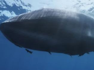 Φωτογραφία για ΔΕΙΤΕ: Φάλαινα “κόβεται” στα δύο μετά από σύγκρουση με πλοίο [φωτο]