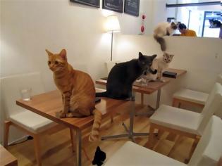 Φωτογραφία για Βιέννη: Καφές βιενουά, παρέα με …πέντε γάτους!