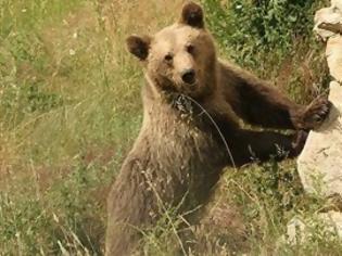 Φωτογραφία για VIDEO: Ξεσπίτωσε αρκούδα με νεογέννητο ο Αρκτούρος