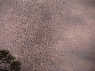 Φωτογραφία για Τεράστια σμήνη κουνουπιών επιτέθηκαν σε χωριό της Λευκορωσίας [photos]