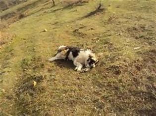Φωτογραφία για ΣΟΚ: Δεκανέας σκότωσε σκύλο μετά από διαταγή του διοικητή!