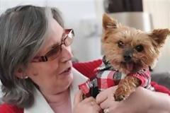Terrier πάτησε τον συναγερμό και έσωσε το αφεντικό του!