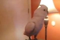 VIDEO: Παπαγάλος ραπάρει μέχρι τελικής πτώσης!
