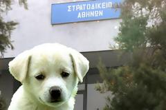 Εισαγγελέας του Στρατοδικείου Αθηνών διεξάγει προανάκριση για τη θανάτωση της σκυλίτσας