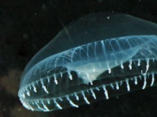 Φωτογραφία για Οι ωκεανολόγοι ανακάλυψαν άγνωστο στην επιστήμη θαλάσσιο τέρας