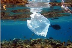 Απελευθερώνουν 800 κιλά CO2 στον βυθό