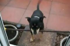 VIDEO: Σκύλος με σκουπόξυλο στο στόμα προσπαθεί να περάσει την πόρτα!
