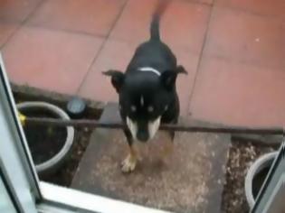Φωτογραφία για VIDEO: Σκύλος με σκουπόξυλο στο στόμα προσπαθεί να περάσει την πόρτα!