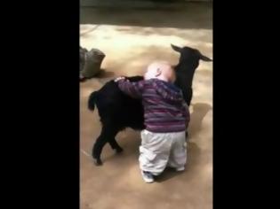 Φωτογραφία για Μπόμπιρας αγκαλιάζει κατσίκες γιατί νομίζει ότι είναι σκυλάκια! [Video]