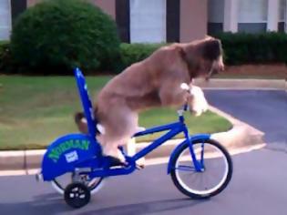 Φωτογραφία για VIDEO: Ο σκύλος που κάνει μόνος του ποδήλατο!