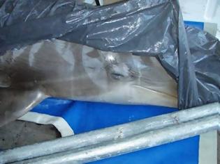 Φωτογραφία για Άμυαλοι τάισαν δελφίνια με έκστασι δίνοντας έτσι τέλος στη ζωή τους.