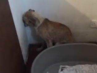 Φωτογραφία για ΡΑΓΙΖΕΙ ΚΑΡΔΙΕΣ η κακοποιημένη σκυλίτσα που δεν τολμάει να κοιτάξει πουθενά... [video]