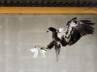 Φωτογραφία για Με εκπαιδευμένους αετούς σχεδιάζει να αντιμετωπίσει τα drones η Ολλανδία