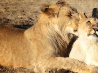 Φωτογραφία για Μεγάλος πληθυσμός λιονταριών βρέθηκε κρυμμένος σε απομακρυσμένη περιοχή της Αιθιοπίας