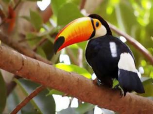 Φωτογραφία για Tucan: Tο πουλί με το πολύχρωμο ράμφος