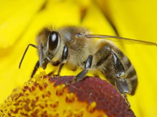 Φωτογραφία για Θανατηφόρος ιός εξαφανίζει τις μέλισσες...
