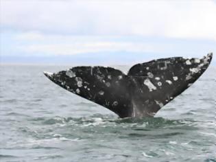 Φωτογραφία για Ο θόρυβος των πλοίων βλάπτει την ικανότητα επικοινωνίας των φαλαινών