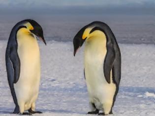 Φωτογραφία για Νεκροί 150.000 πιγκουίνοι λόγω αποκλεισμού από παγόβουνο