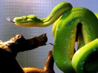 Φωτογραφία για Αγνωστες πληροφορίες για τα φίδια!