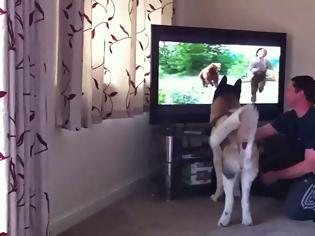 Φωτογραφία για Σκύλος προσπαθεί να πηδήξει στην τηλεόραση για να σώσει αγόρι από αρκούδα [video]