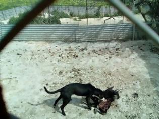 Φωτογραφία για Σκόπιμη ενέργεια η εγκατάλειψη σκύλου τον οποίο σκότωσαν σκυλιά που φιλοξενεί η Ζωόφιλη Δράση στο Γάζι