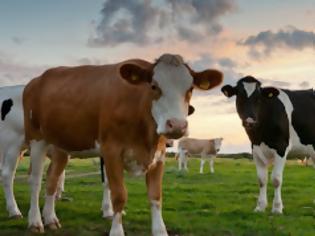 Φωτογραφία για Σουηδοί επιστήμονες: Μειώστε την κατανάλωση βοδινού και γαλακτοκομικών για να σταματήσει η κλιματική αλλαγή