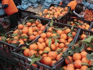 Φωτογραφία για Διανομή 46 τόνων πορτοκαλιών από τον δήμο Ιεράπετρας