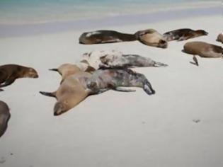 Φωτογραφία για Τραγωδία στη Χιλή: Πάνω από 100 θαλάσσιοι λέοντες ξεβράστηκαν νεκροί στις ακτές