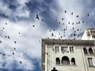 Φωτογραφία για 144 είδη πουλιών έχουν καταγραφεί μέσα στο πολεοδομικό συγκρότημα της Θεσσαλονίκης