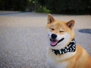Φωτογραφία για Αυτό είναι το πιο χαμογελαστό σκυλί του κόσμου με χιλιάδες θαυμαστές [photos]