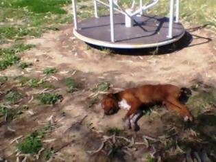 Φωτογραφία για Aμαλιάδα: Δηλητηριασμένα αδέσποτα σκυλιά από φόλες στην περιοχή της Κουρούτας