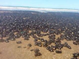 Φωτογραφία για Εκατομμύρια σκαθάρια κατέλαβαν τις Ακτές της Αργεντινής - Πωλούνται 46 δολάρια το κιλό από τους ντόπιους