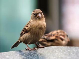Φωτογραφία για «Εξυπνότερα» τα αποδημητικά πτηνά που ταξιδεύουν μεγαλύτερες αποστάσεις
