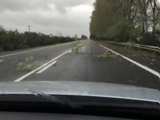 Φωτογραφία για Πατρών - Πύργου: Οι θυελλώδεις άνεμοι και η καταιγίδα έσπασαν δέντρα - Επικίνδυνη η κυκλοφορία οχημάτων [photos]