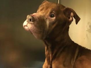Φωτογραφία για Συγκλονιστική ιστορία: Αυτός ο σκύλος ήταν κλειδωμένος για 9 χρόνια σε ένα υπόγειο. Δείτε πως ήταν μόλις τον ελευθέρωσαν... [photos]