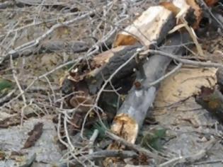 Φωτογραφία για Πτώση δένδρου στο Κωσταράζι [photos]