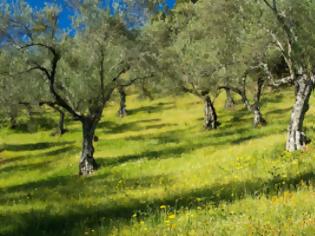 Φωτογραφία για Mεταφύτευση 62 ελαιοδένδρων στο Περιστέρι