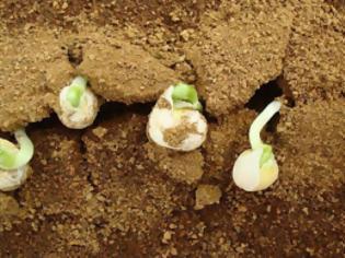 Φωτογραφία για Φυτά καλλιεργήθηκαν με επιτυχία σε προσομοιωμένο χώμα από τον Άρη