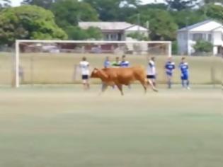 Φωτογραφία για Τρελό γέλιο: Δείτε τι συμβαίνει όταν μια αγελάδα εισβάλει σε ποδοσφαιρικό αγώνα... [video]
