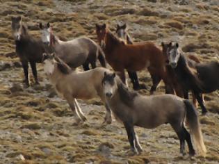 Φωτογραφία για Τα άγρια άλογα στο Φαρμακοβούνι Φιλιατών και στα όρη του Σουλίου, αναπόσπαστο κομμάτι της φύσης!