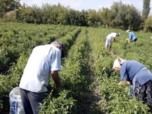 Φωτογραφία για Στα 35 εκ. ευρώ η «λυπητερή» του πακέτου Χατζηγάκη για τους Λαρισαίους αγρότες